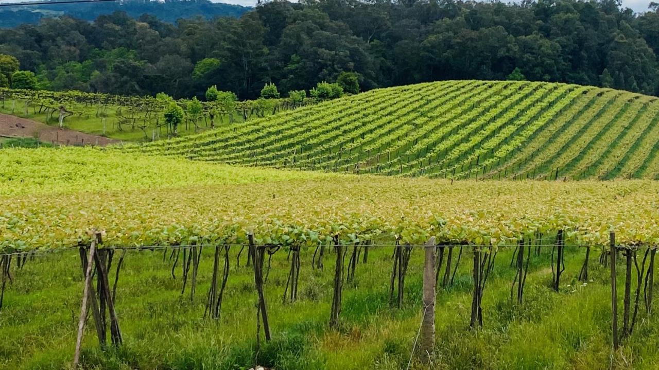 Vista Vigneti & Vino - Vale Dos Vinhedos Bento Goncalves